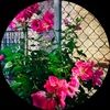 samara_deeb